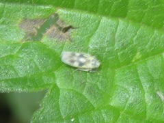 Macrosteles variatus