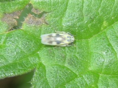 Macrosteles variatus