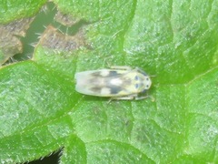 Macrosteles variatus