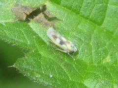 Macrosteles variatus