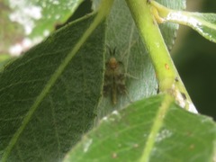 Psectrotanypus varius