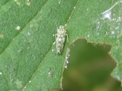 Eupteryx urticae