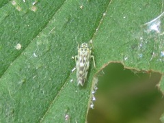 Eupteryx urticae
