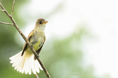 Empidonax albigularis