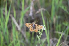 Euphydryas sibirica davidi