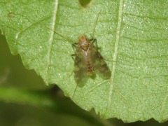Psectrotanypus varius