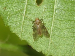Psectrotanypus varius