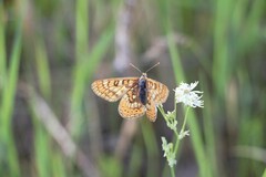 Euphydryas sibirica davidi