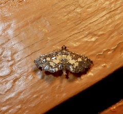 Eurrhyparodes bracteolalis