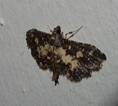 Eurrhyparodes bracteolalis