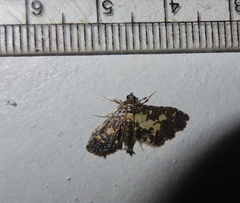 Eurrhyparodes bracteolalis