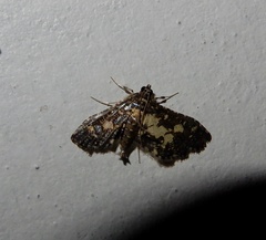 Eurrhyparodes bracteolalis