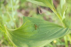 Cheiracanthium punctorium