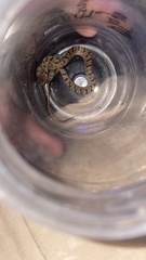 Leptodeira splendida