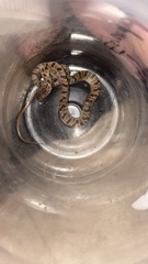 Leptodeira splendida