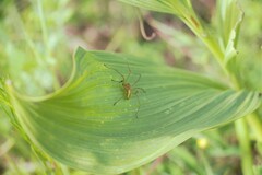 Cheiracanthium punctorium