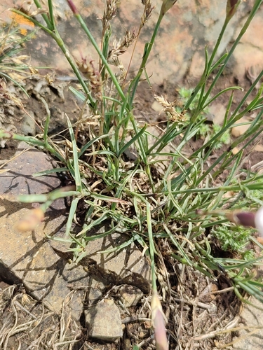 Image of Dianthus cretaceus by (c) Иван Ковтун Ivan Kovtun, some rights reserved (CC BY)