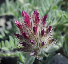 Astragalus setosulus
