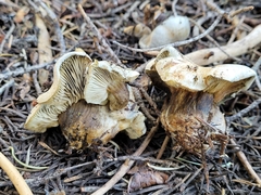 Hygrophorus caeruleus