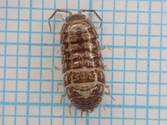Porcellio gallicus