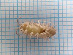 Porcellio gallicus