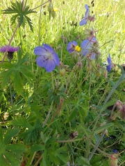 Geranium pratense