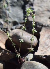 Galium verticillatum