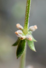 Galium verticillatum