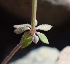Galium verticillatum