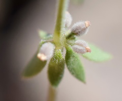 Galium verticillatum
