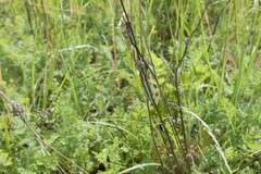 Deutoleon lineatus