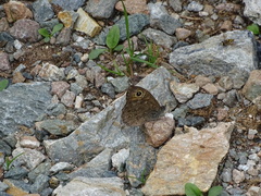 Lasiommata petropolitana