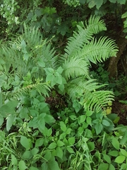 Dryopteris affinis cambrensis