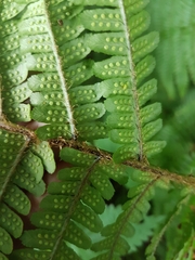 Dryopteris affinis cambrensis