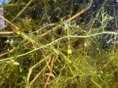 Utricularia minor