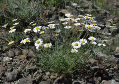 Anthemis sterilis