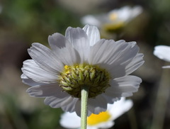 Anthemis sterilis