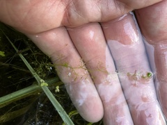 Utricularia minor