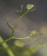 Utricularia minor