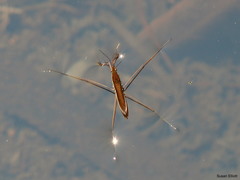 Limnoporus dissortis