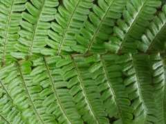Dryopteris affinis cambrensis
