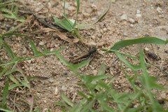 Chorthippus biguttulus