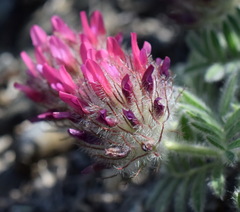 Astragalus setosulus