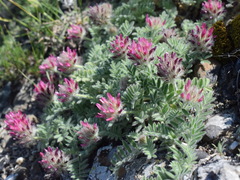 Astragalus setosulus