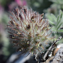 Astragalus setosulus