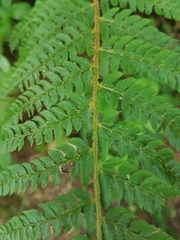 Polystichum setiferum