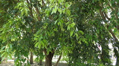 Ficus heteropleura