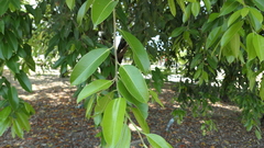Ficus heteropleura