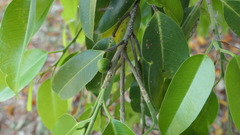 Ficus heteropleura