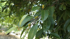 Ficus heteropleura